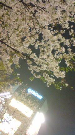 sakura0405.jpg